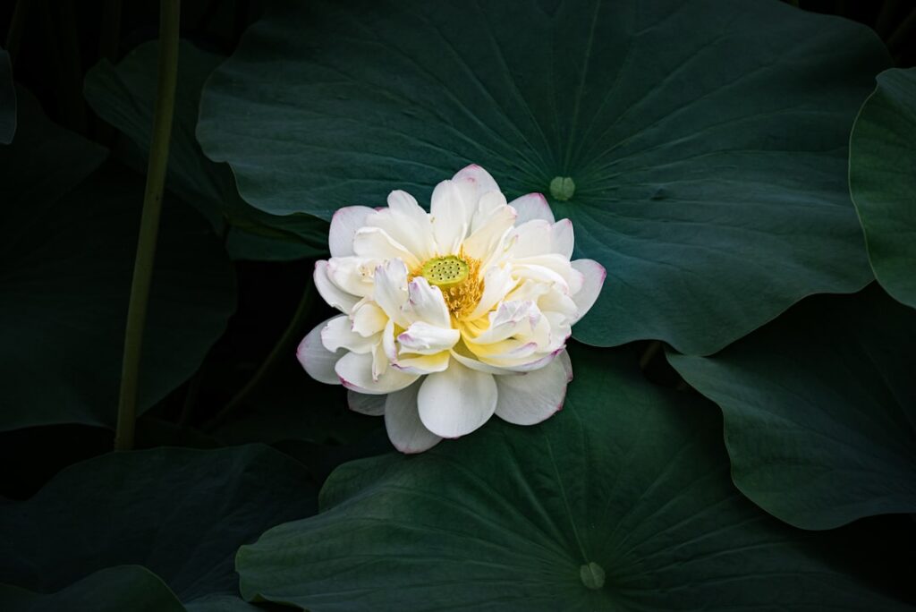 Photo golden lotus